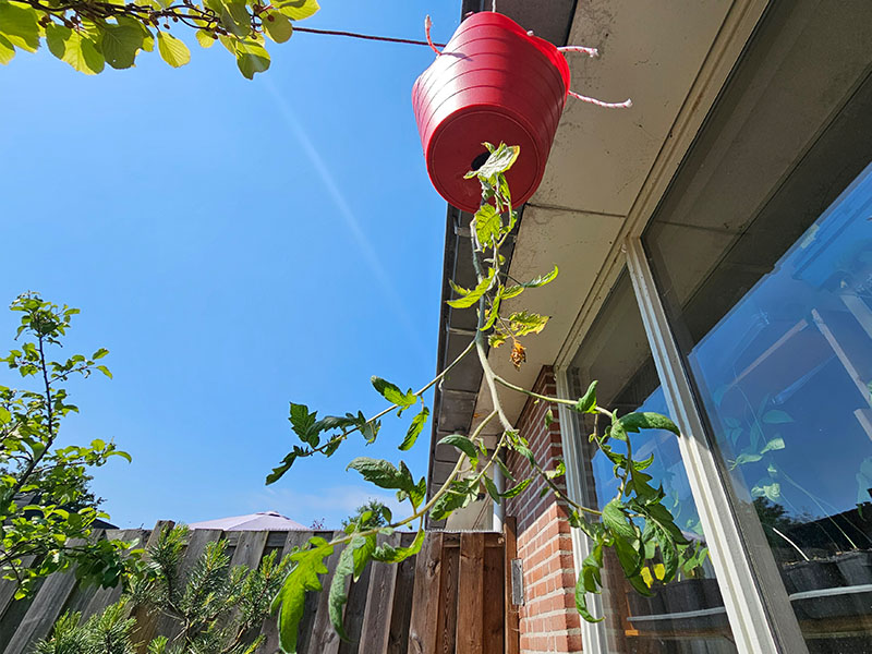 tomaten ondersteboven kweken tomaat op zijn kop kweken tomatenplant ondersteboven aan de dakrand in de kweekkas
