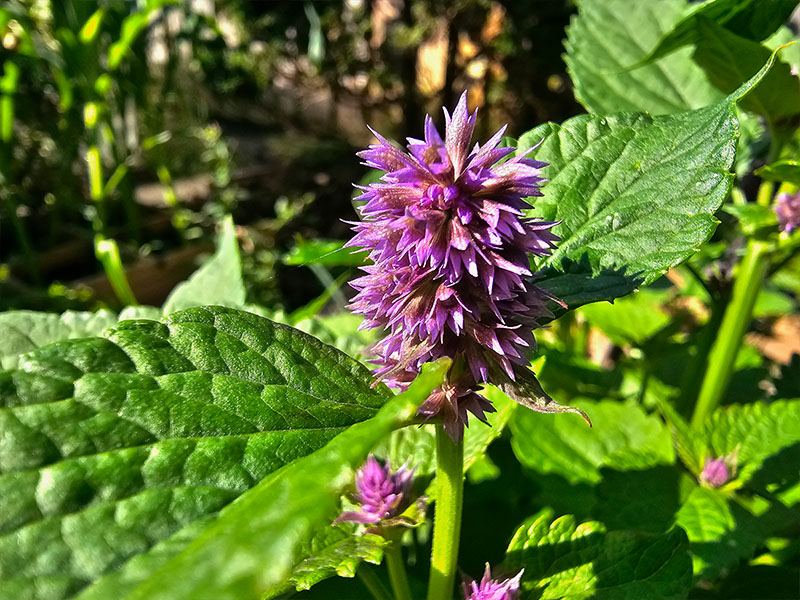 dropplant bloemen bloei bestuiven bestuiving keukenplanten