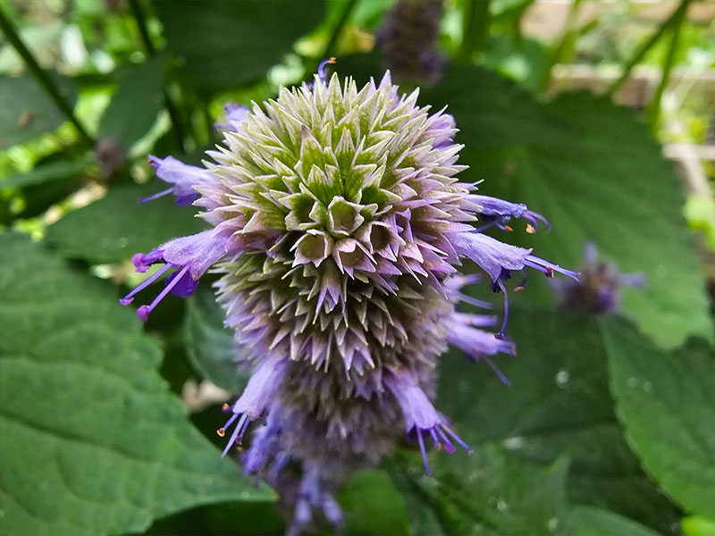 dropplant bloemetjes agastache bloei bloemen bloeiende planten paarse lipbloemen lipbloemetjes dropplanten