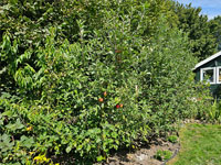 Appel grotere plant