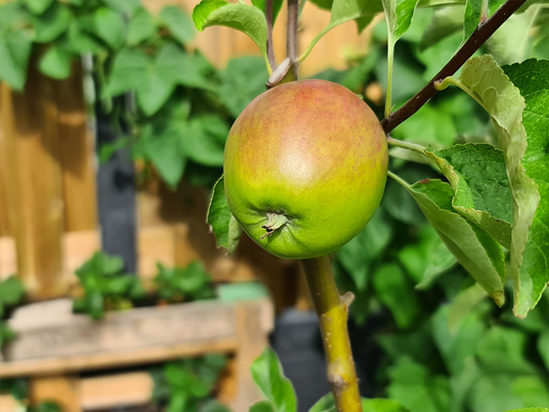 appel oogsten plukken keukenplanten