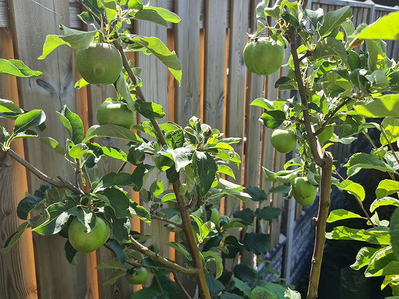 appelboom met groene appels rijp wanneer appeltjes plukken