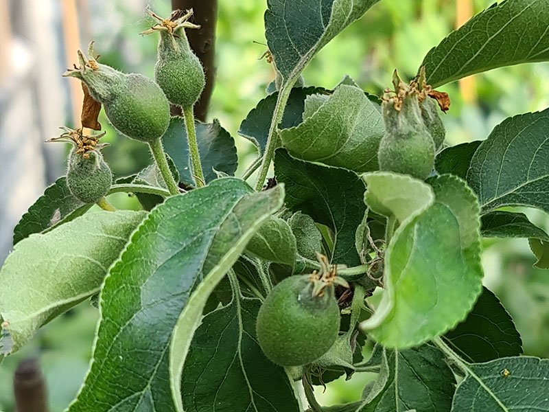 appel vruchtbeginsels kleine appeltjes