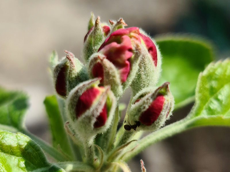 appel bloemknoppen appelboom