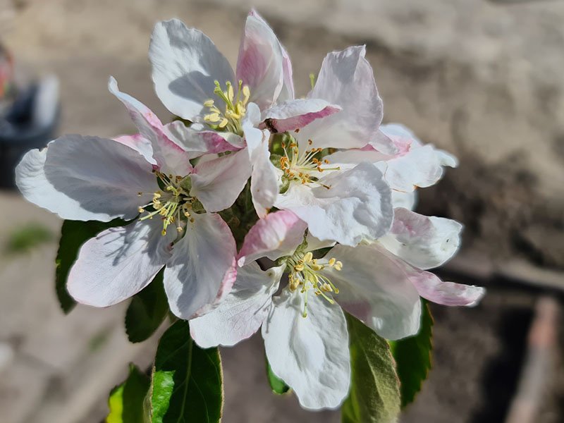 appel bloemen appelboom