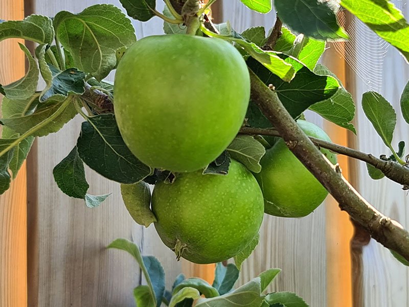 groene appels aan tak