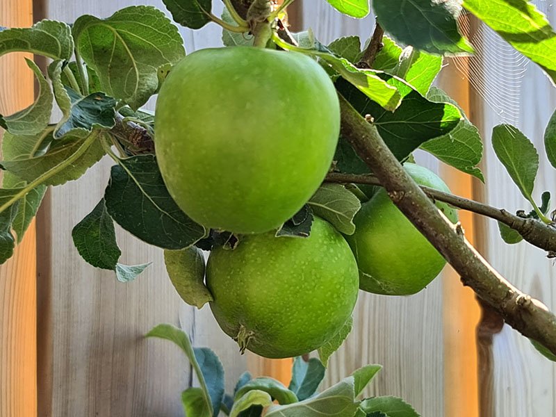 groene appels aan tak appel plukken appels wanneer rijp