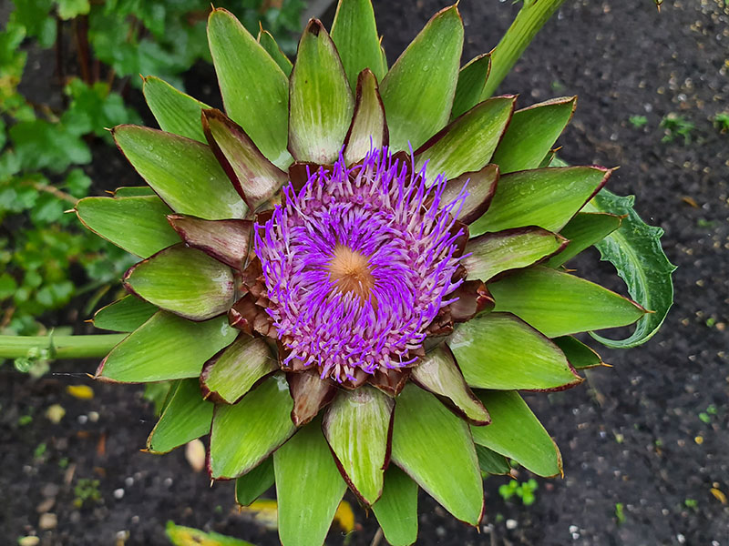De bloemen van een bloeiende artisjok