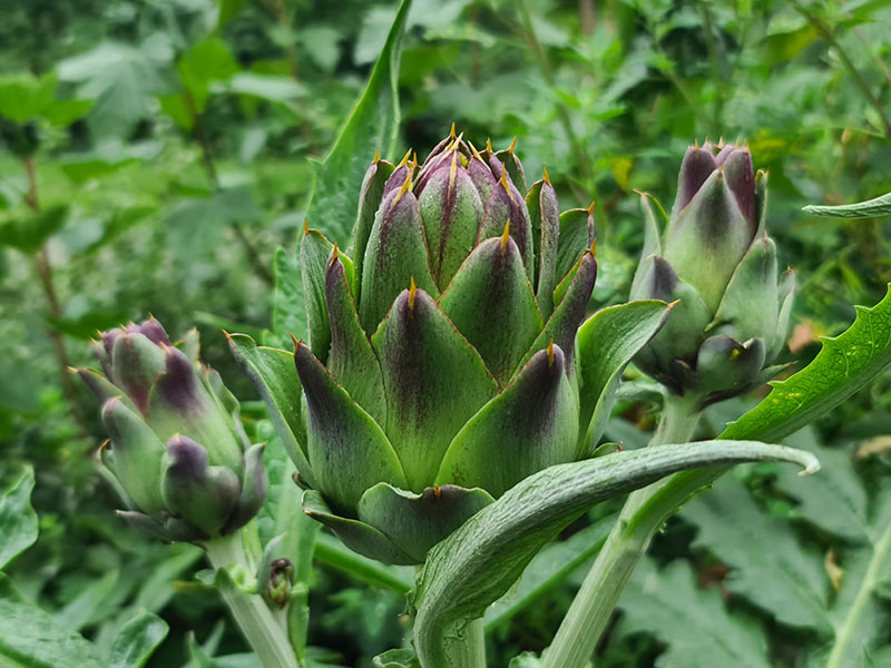 artisjok oogsten plukken keukenplanten