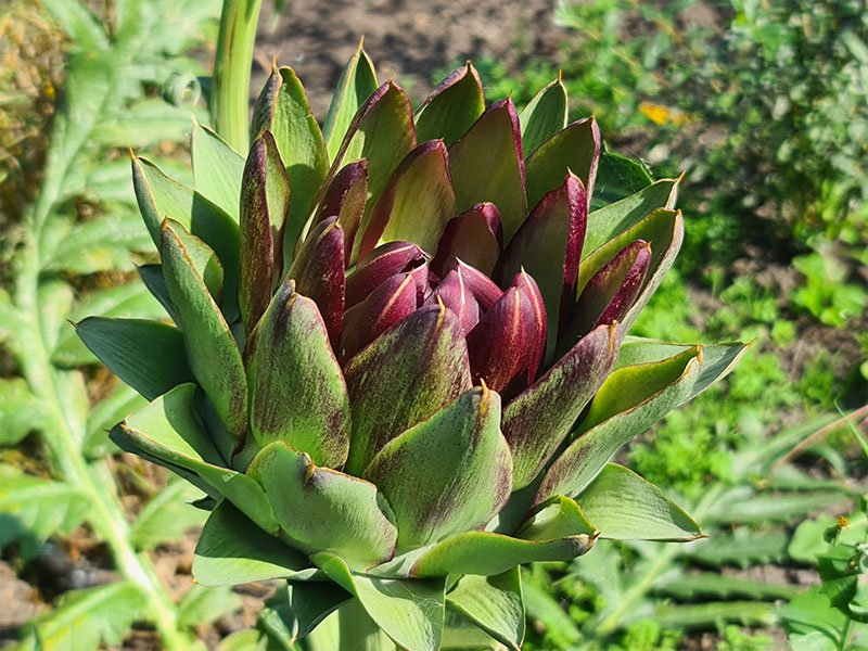 artisjok bloemknoppen