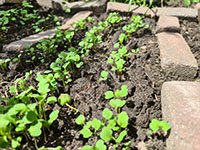 Rucola kiemplantje