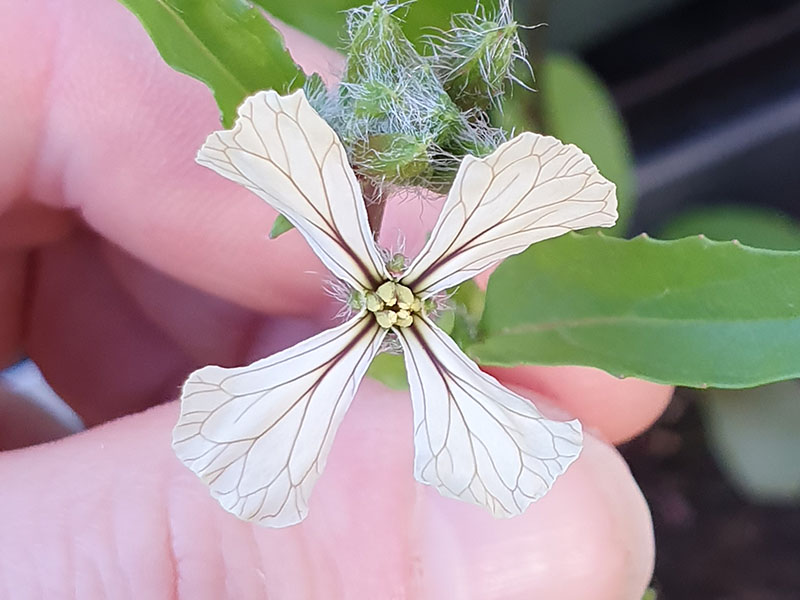 rucola bloemen bloei bestuiven bestuiving keukenplanten