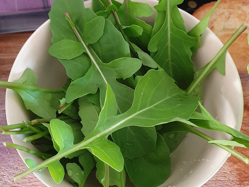 rucola oogsten plukken keukenplanten