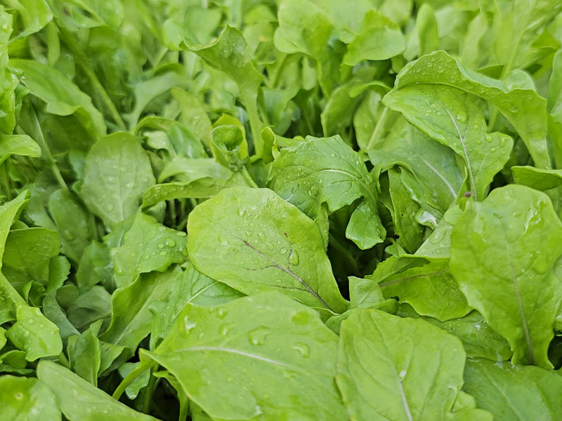 rucola zaaien dicht op elkaar zaaien rucola uitdunnen raketsla blaadjes plukken