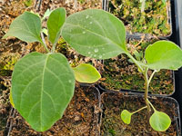 Aubergine jonge plant