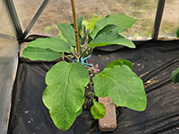 Aubergine grotere plant