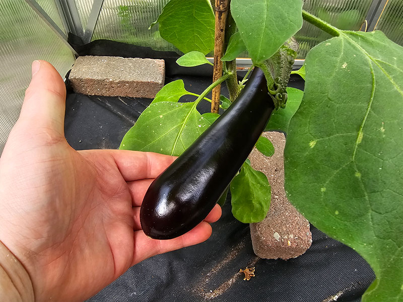 aubergine oogsten plukken keukenplanten