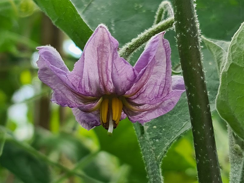 aubergine bloemen bloei aubergines bestuiven aubergine bestuiving bloemetjes