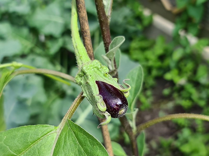 aubergine vruchtbeginsels aubergines bestuiven bestuiving vruchten