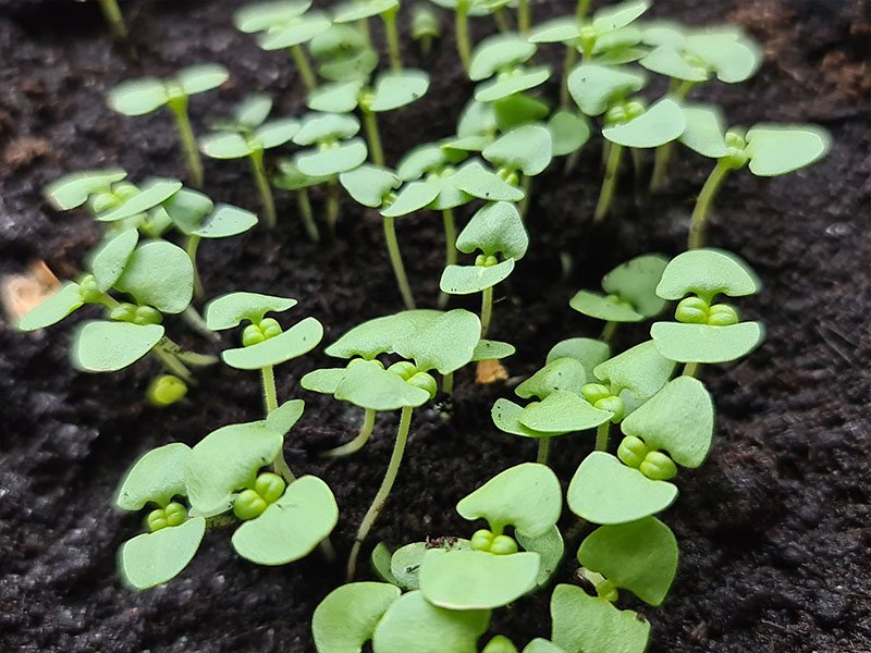 Basilicum kweken en oogsten! - Keukenplanten.nl