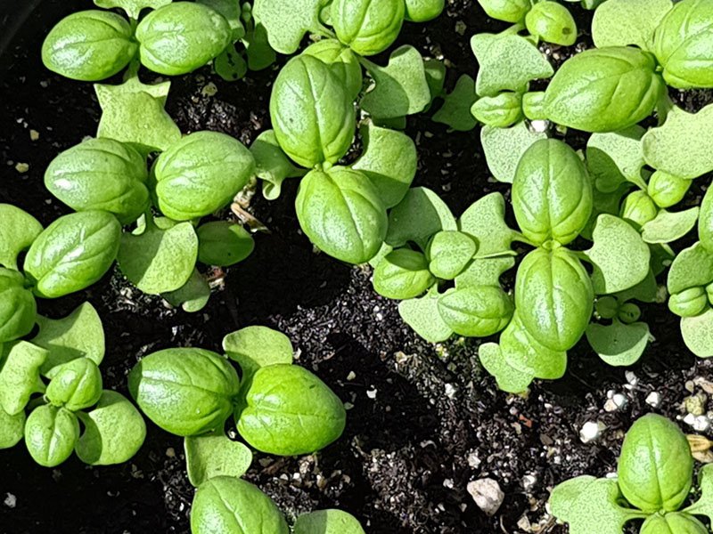 Basilicum kweken en oogsten! - Keukenplanten.nl