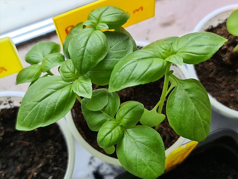 Basilicum kweken en oogsten! - Keukenplanten.nl