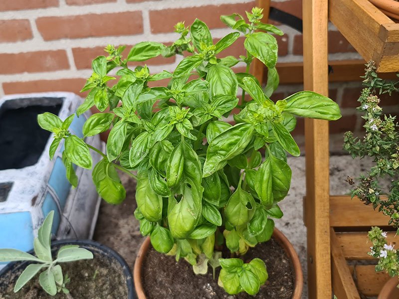 Basilicum kweken en oogsten! - Keukenplanten.nl