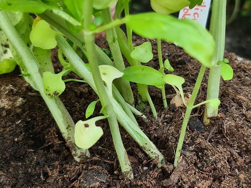eenjarige basilicum plant basilicum stengels