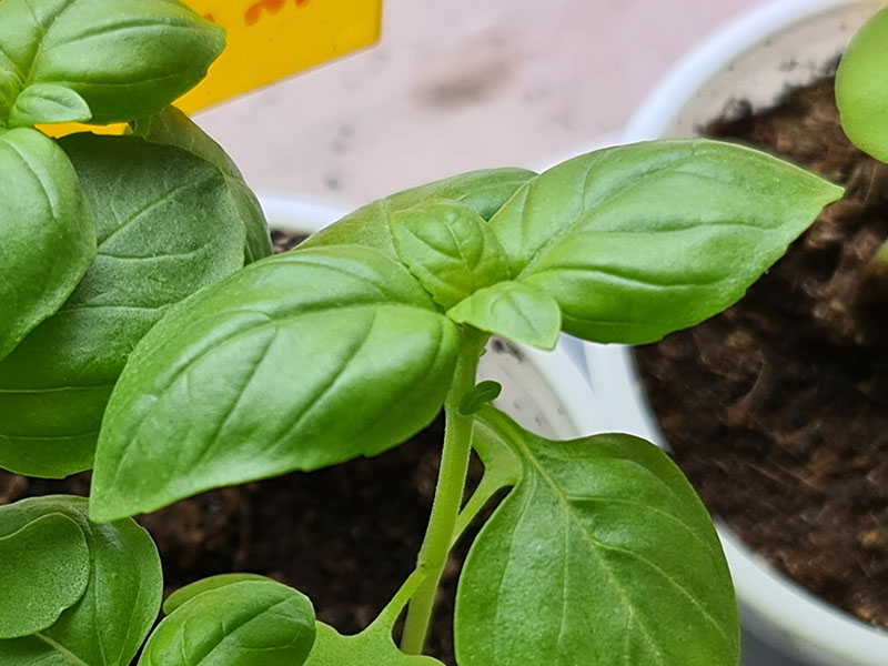 eenjarige basilicum bolstaande blaadjes blad van basilicum