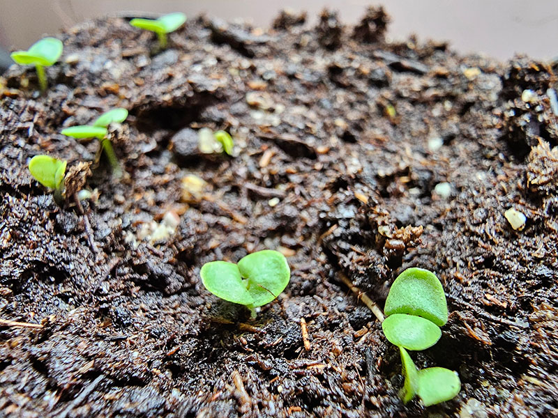 groene basilicum met groene blaadjes blad basilicumsoorten