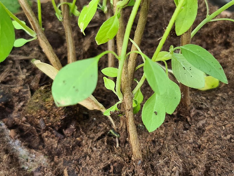 meerjarige basilicum plant verhoutende basilicum houten stengels basilicum houten takjes