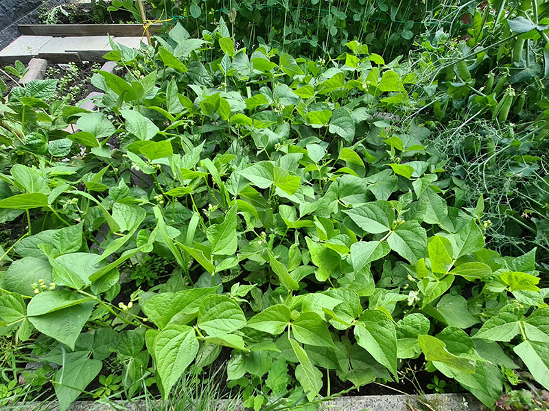 stamboon stambonen stamslabonen boontjes bonenstruikjes bonenplantjes bonen planten