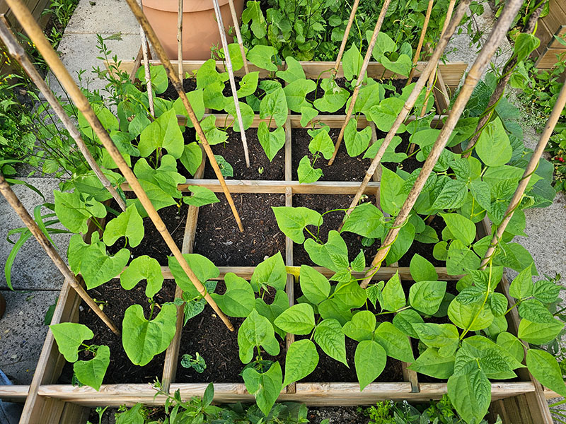 stokboon stokbonen stokslabonen boontjes bonenstaak bonen planten