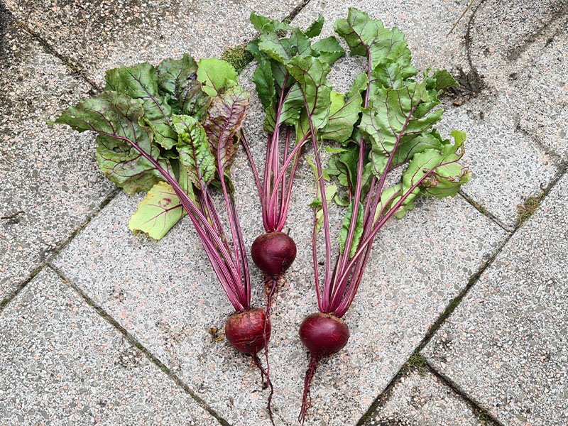 biet oogsten plukken keukenplanten