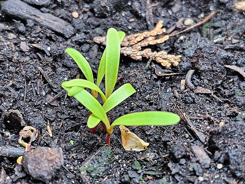 witte biet zaailingen kiemplantjes witte bietjes witte bieten planten