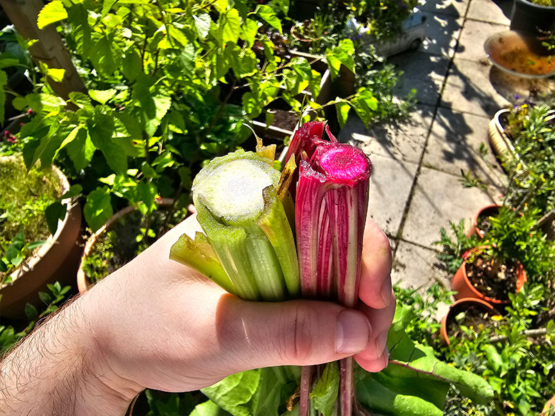 rode bieten planten bladstelen binnen dwarsdoorsnede