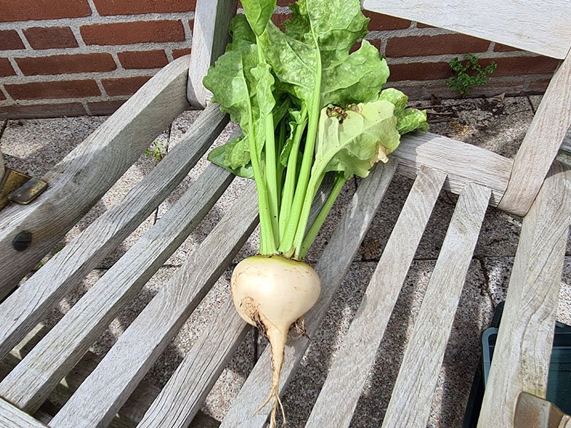 witte biet oogsten witte bieten witte bietjes kweken bieten kweken bietjes planten