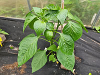 Paprika jonge plant