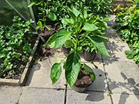 Paprika grotere plant