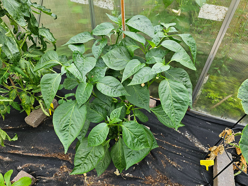 paprika volgroeide planten grootte keukenplanten