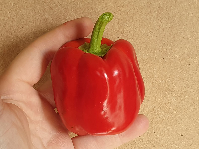 paprika oogsten plukken keukenplanten