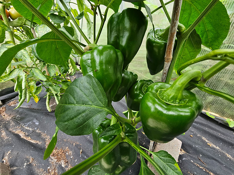 oogstrijpe groene paprika's plukken paprikaplant vruchten groengekleurde eetbare