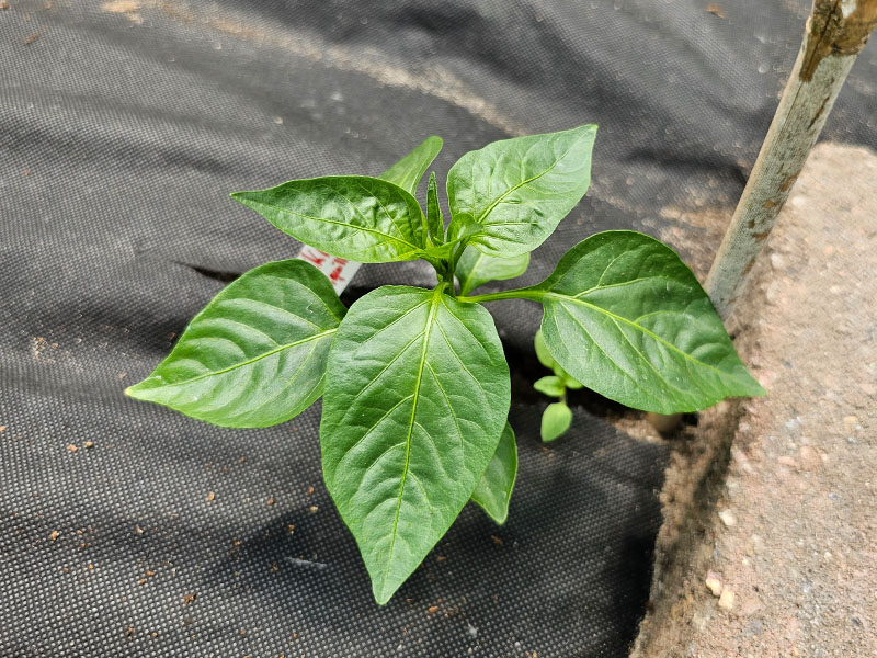 jonge paprikaplantjes paprika kweken planten uitplanten paprika zaailingen