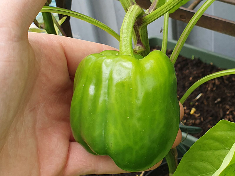 groene paprika onrijp oogsten onrijpe paprika plukken groengekleurde paprika's eetbaar
