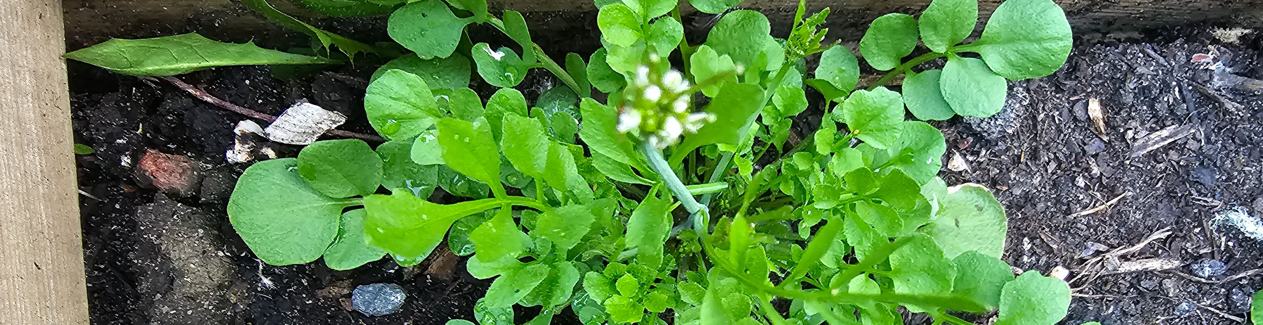 plant banner