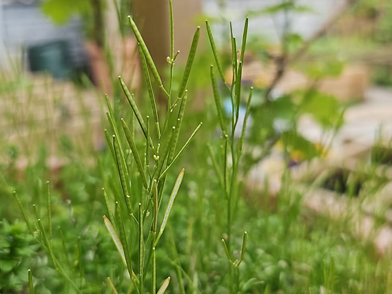 springzaadveldkers zaadjes springzaadveldkers zaaddoosjes zaden veldkers