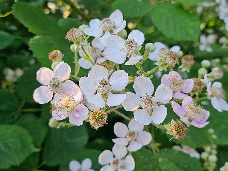 braam bloemen bloei bestuiven bestuiving keukenplanten