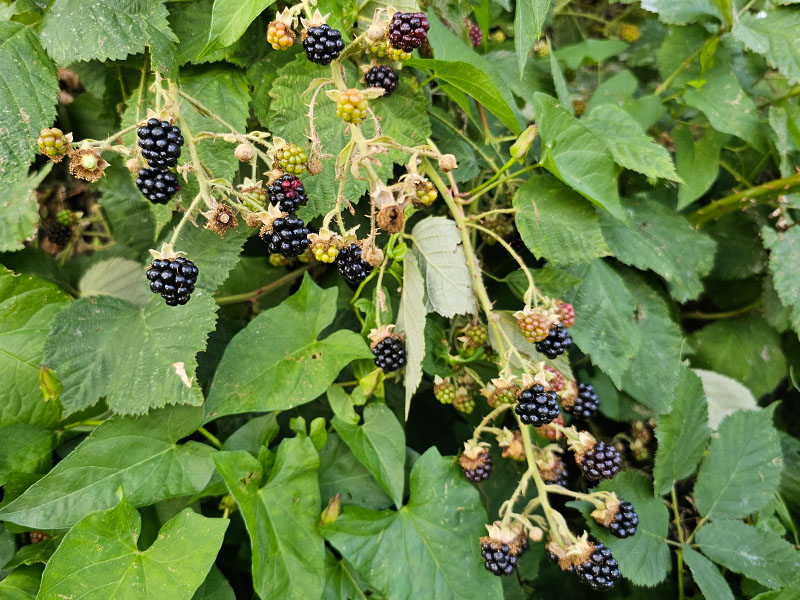 braam oogsten plukken keukenplanten