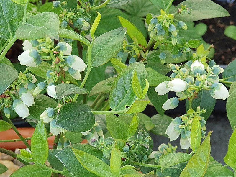 bosbes bloemen bloeiende bosbessen blauwe bessen bloemetjes bloei