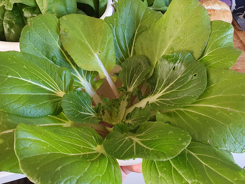 paksoi oogsten plukken keukenplanten